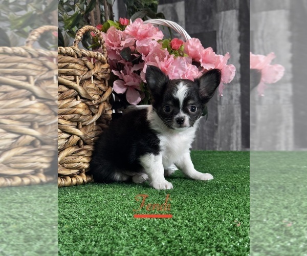 Medium Photo #3 Chihuahua Puppy For Sale in CANOGA, NY, USA