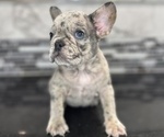 Small Photo #2 French Bulldog Puppy For Sale in HOUSTON, TX, USA
