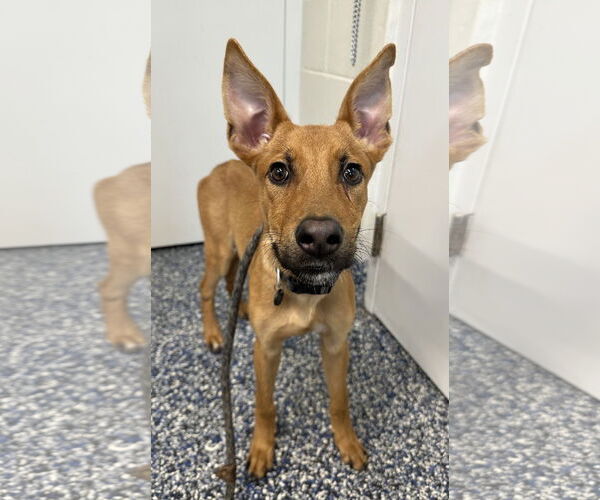 Medium Photo #2 Mutt Puppy For Sale in Jackson , NJ, USA