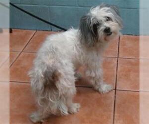 Maltese Dogs for adoption in Downey, CA, USA