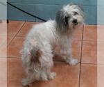 Small Maltese