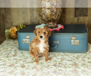 Medium Miniature Labradoodle