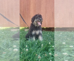Aussiedoodle Puppy for sale in COUCH, MO, USA