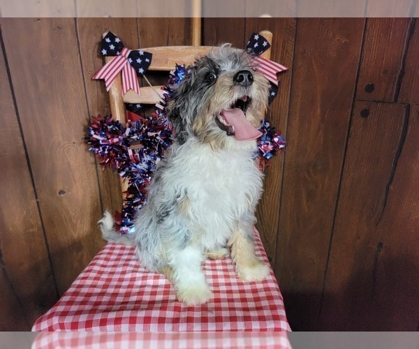 Medium Photo #72 Bernedoodle (Miniature) Puppy For Sale in BLACK FOREST, CO, USA
