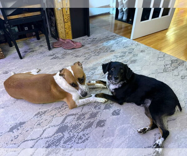 Medium Photo #2 Mutt Puppy For Sale in Holly Springs, NC, USA