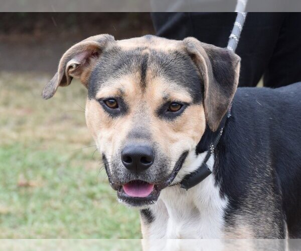 Medium Photo #1 Mutt Puppy For Sale in Anniston, AL, USA