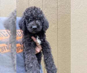 Labradoodle Puppy for Sale in SPARTA, Tennessee USA