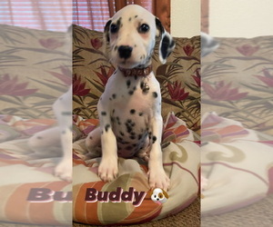 Dalmatian Puppy for sale in BROWNS SUMMIT, NC, USA
