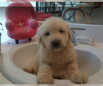 Small Goldendoodle