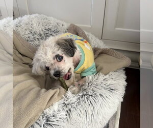 Shih Tzu-Unknown Mix Dogs for adoption in Oakhurst, NJ, USA
