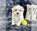 Small #1 Maltipoo