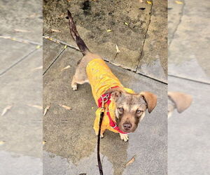 Spritz - Female Beagle-Unknown Mix Dog for Adoption - Photo #7