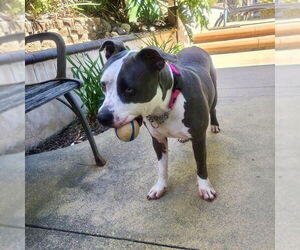 Peggy - Female American Staffordshire Terrier Dog for Adoption - Photo #7