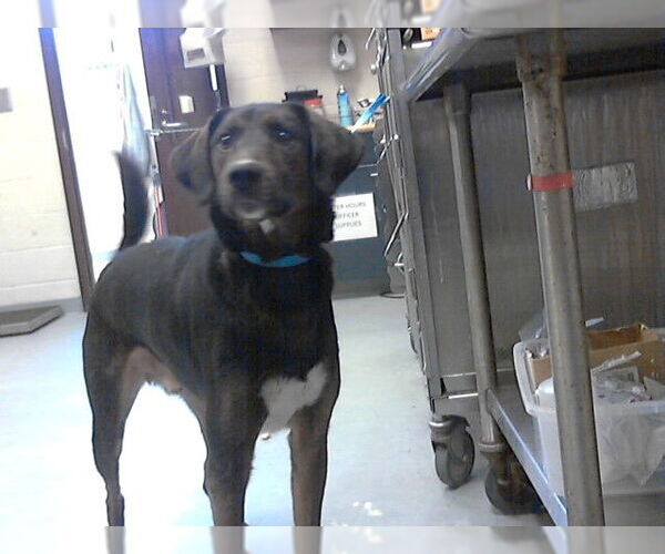 Medium Photo #1 Labsky Puppy For Sale in Fayetteville, NC, USA