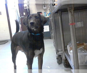 Labsky Dogs for adoption in Fayetteville, NC, USA