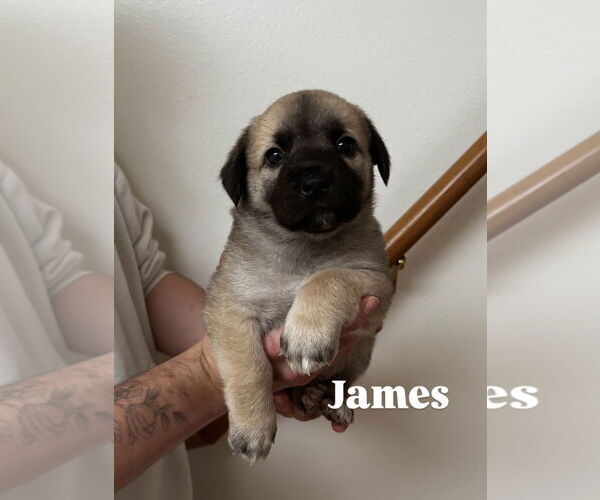 Medium Photo #1 Mutt Puppy For Sale in Bellevue, WA, USA