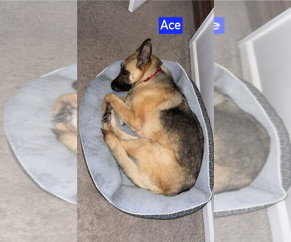 Medium Photo #2 German Shepherd Dog Puppy For Sale in Foristell, MO, USA