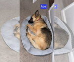 Small #1 German Shepherd Dog