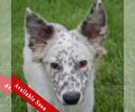 Small Australian Shepherd