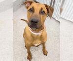 Small #1 Labrador Retriever Mix