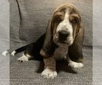 Puppy Smokey Basset Hound