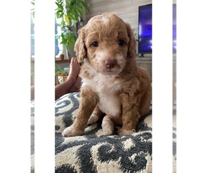 Aussiedoodle Puppy for sale in TUMWATER, WA, USA