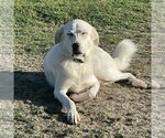 Small Photo #18 Great Pyrenees-Unknown Mix Puppy For Sale in Garland, TX, USA