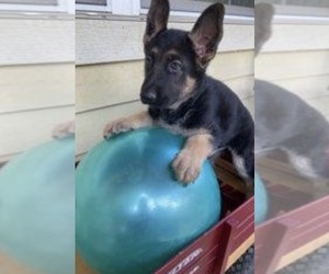 German Shepherd Dog Puppy for sale in UNION, KY, USA