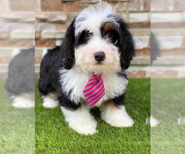 Medium Photo #1 Bernedoodle Puppy For Sale in KISSIMMEE, FL, USA
