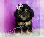 Small Photo #44 Poodle (Toy) Puppy For Sale in WARSAW, IN, USA