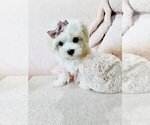 Cute maltese - Female Maltese Puppy for Sale - Photo #18