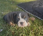 Small Photo #16 Bulldog Puppy For Sale in PACE, FL, USA