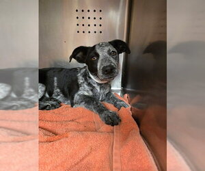 Mutt Dogs for adoption in Rancho Cucamonga, CA, USA
