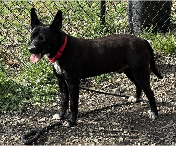 Medium Photo #3 Labrador Retriever-Unknown Mix Puppy For Sale in Elmsford, NY, USA