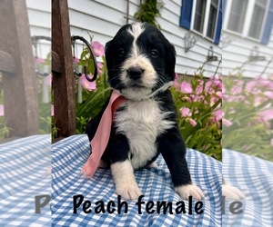 Bernedoodle Puppy for sale in SPENCER, IN, USA