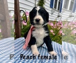 Small Bernedoodle