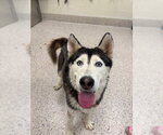 Small Siberian Husky