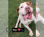 Small #3 Labrador Retriever Mix