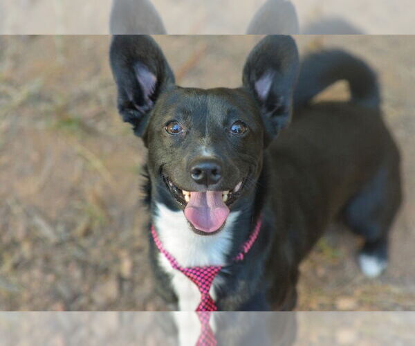 Medium Photo #2 Chihuahua-Unknown Mix Puppy For Sale in Mooresville, NC, USA