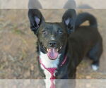 Small #1 Chihuahua Mix