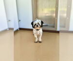 Small #5 Shih Tzu Mix