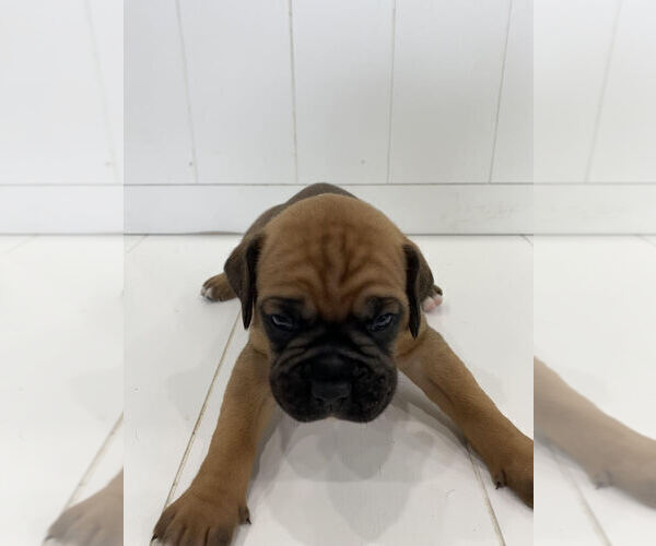 Medium Photo #2 Boxer Puppy For Sale in ROCKFORD, MI, USA
