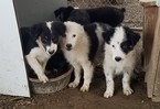 Small Australian Shepherd