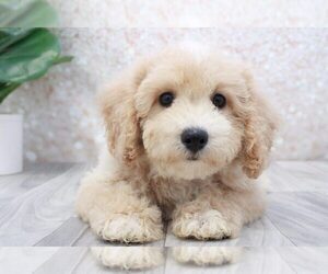 Poochon Puppy for sale in MARIETTA, GA, USA