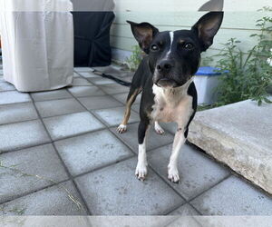 Chihuahua-Unknown Mix Dogs for adoption in McKinney, TX, USA