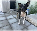 Small Chihuahua Mix