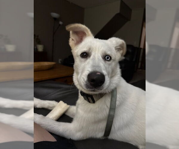 Medium Photo #1 Pyrenees Husky Puppy For Sale in Princeton, MN, USA