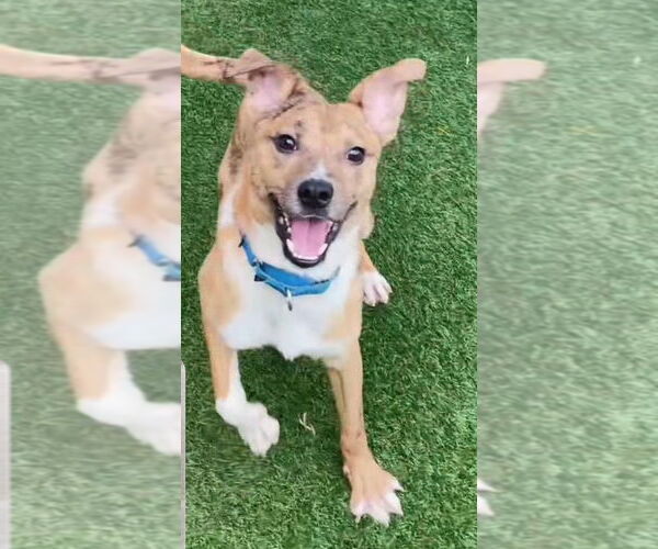 Medium Photo #2 Mutt Puppy For Sale in Canton, CT, USA