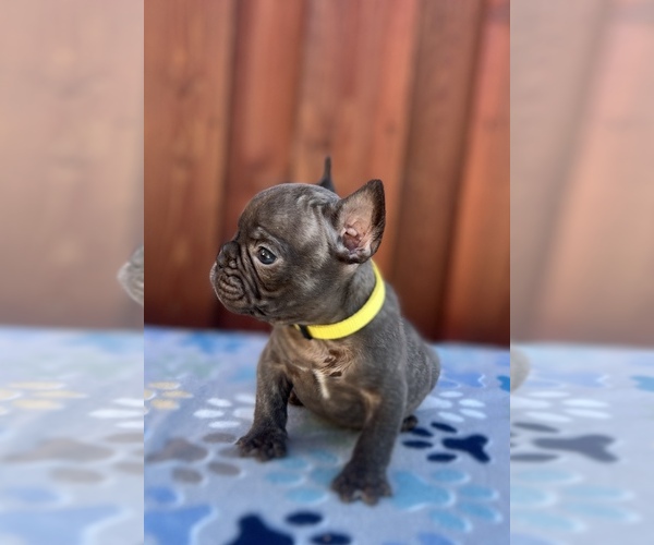 Medium Photo #2 French Bulldog Puppy For Sale in SACRAMENTO, CA, USA