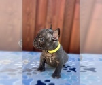 Small #1 French Bulldog